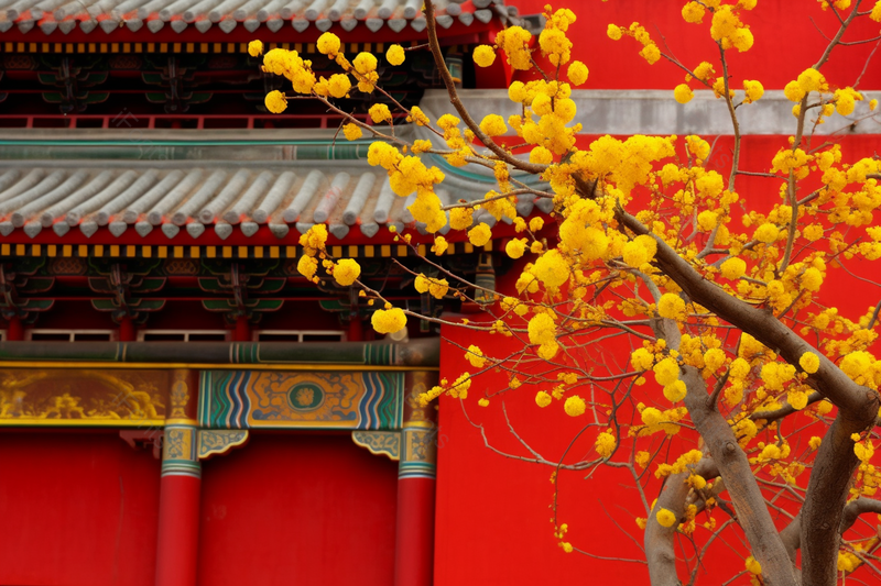 暖春阳光下的红墙外的黄色梅花腊梅风景景色,高清,摄影图,摄影图片,图片大全,摄影图免费下载